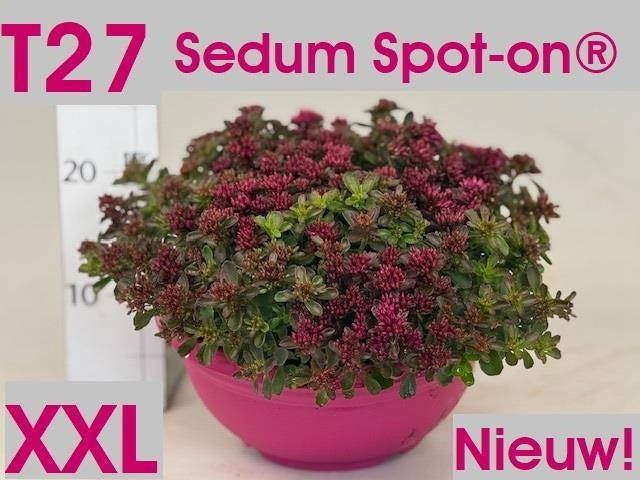 Sedum Spot on Deep Rose 24cm 27cm Pot