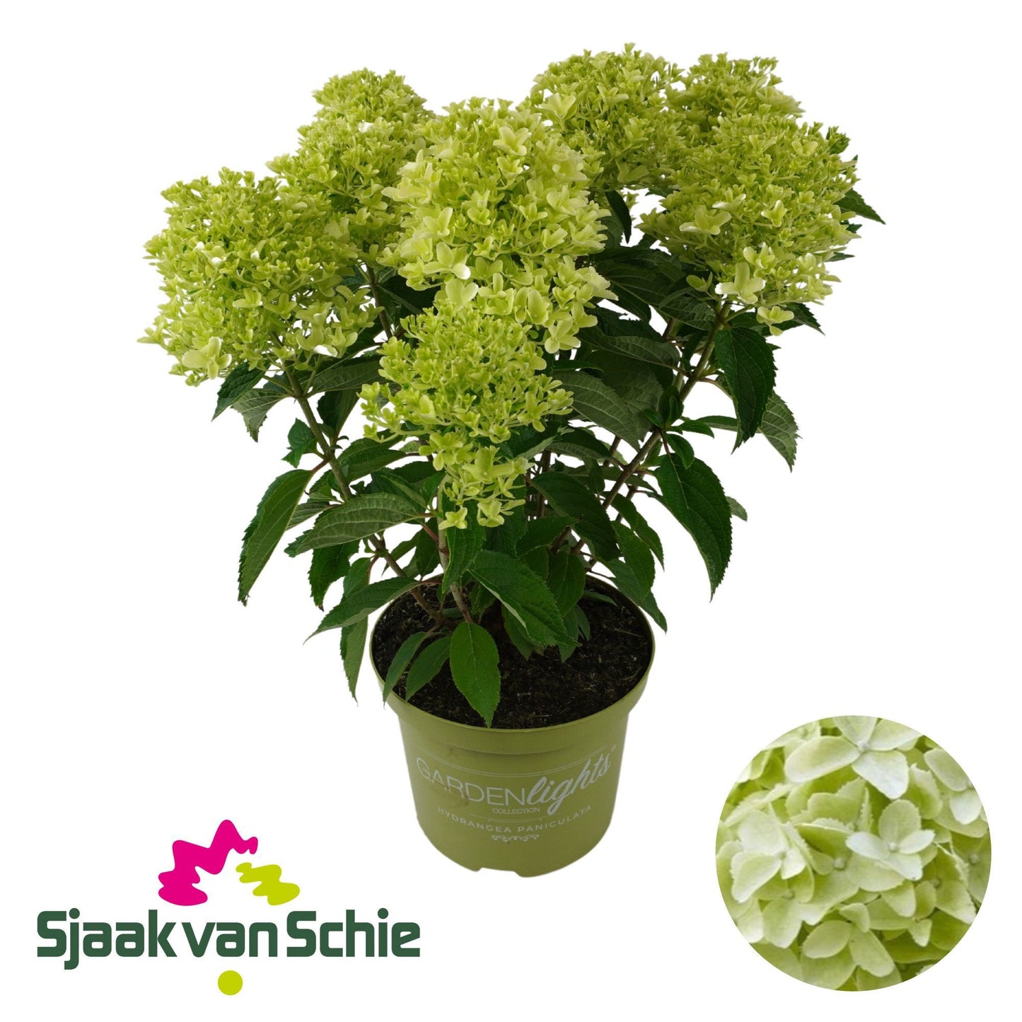 Hydrangea pan. White Light 55cm 23cm Pot