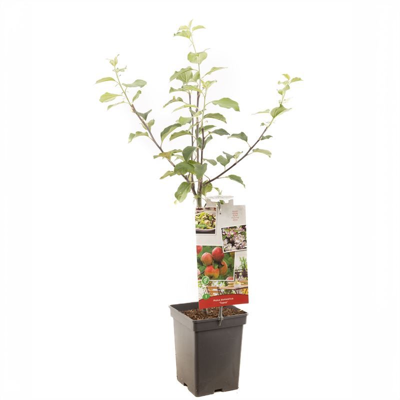 Malus domestica Topaz Patio 90cm 18cm Pot