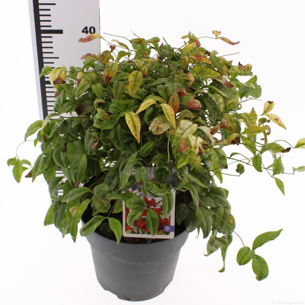 Nandina dom. Fire Power 30cm 23cm Pot
