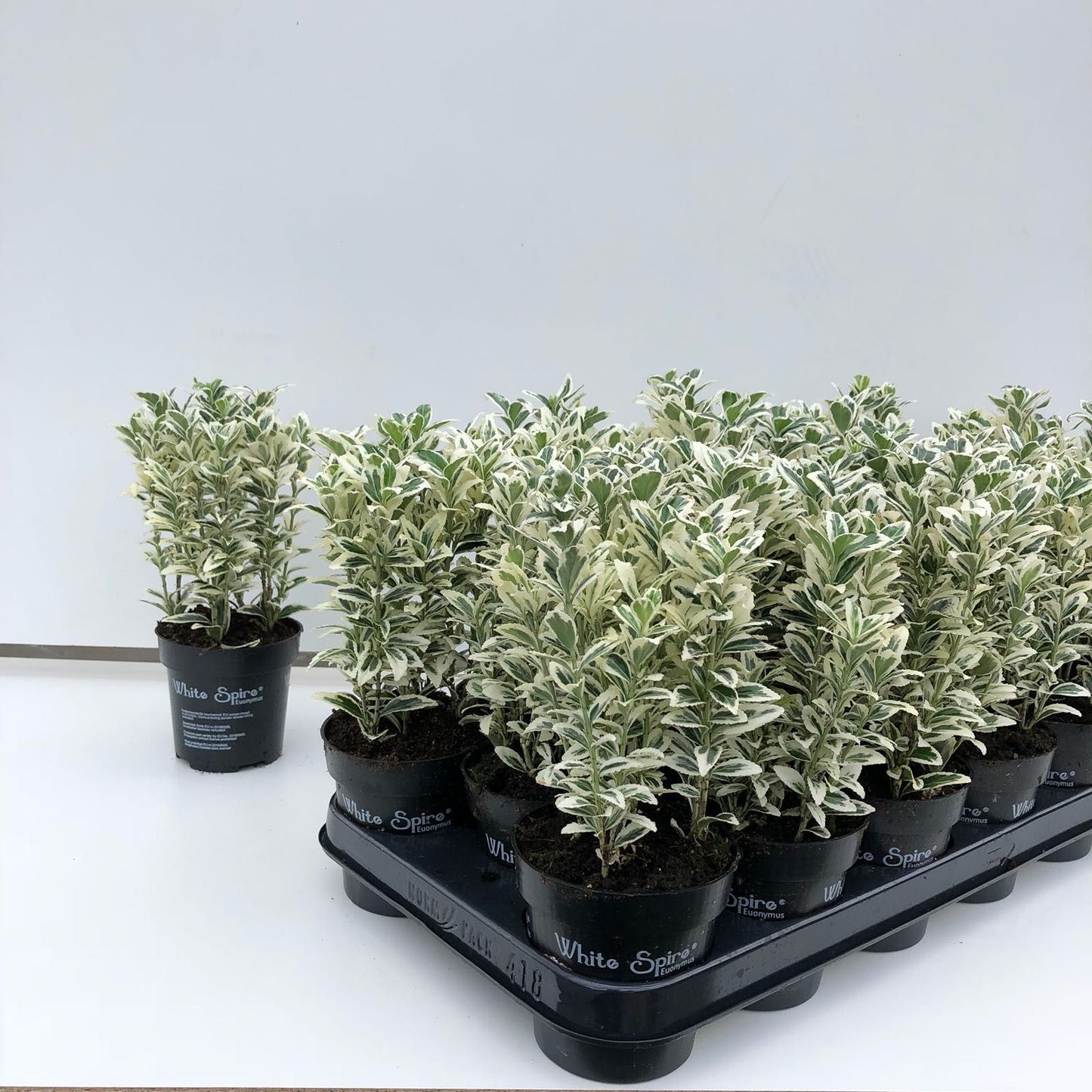 Euonymus White Spire 10cm 9cm Pot