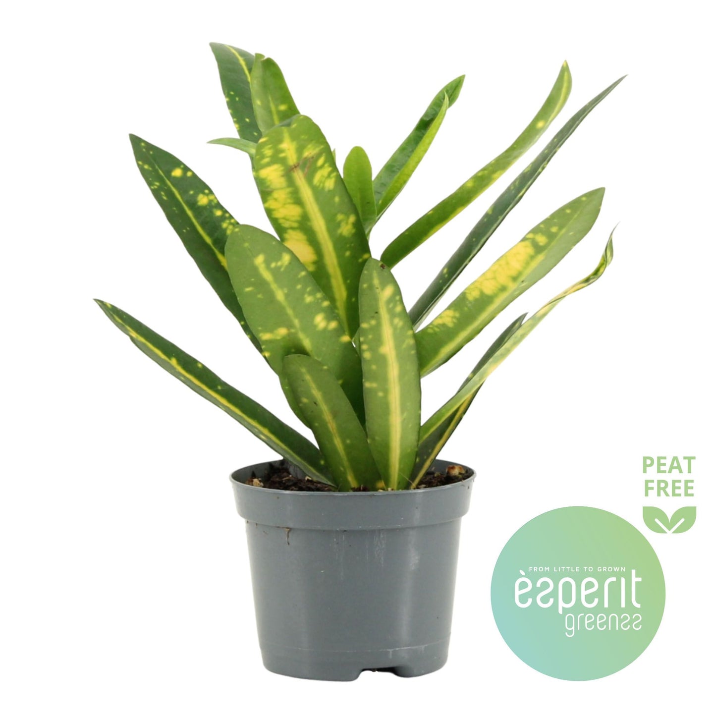 Codiaeum Sunny Star 20cm Special Pot (508)