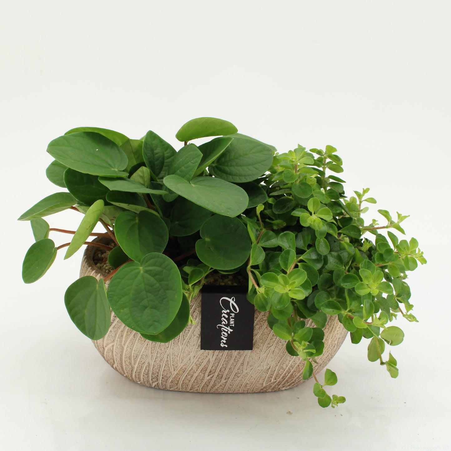 arr. Kamerplanten GRCR-2626 20cm 23cm Pot