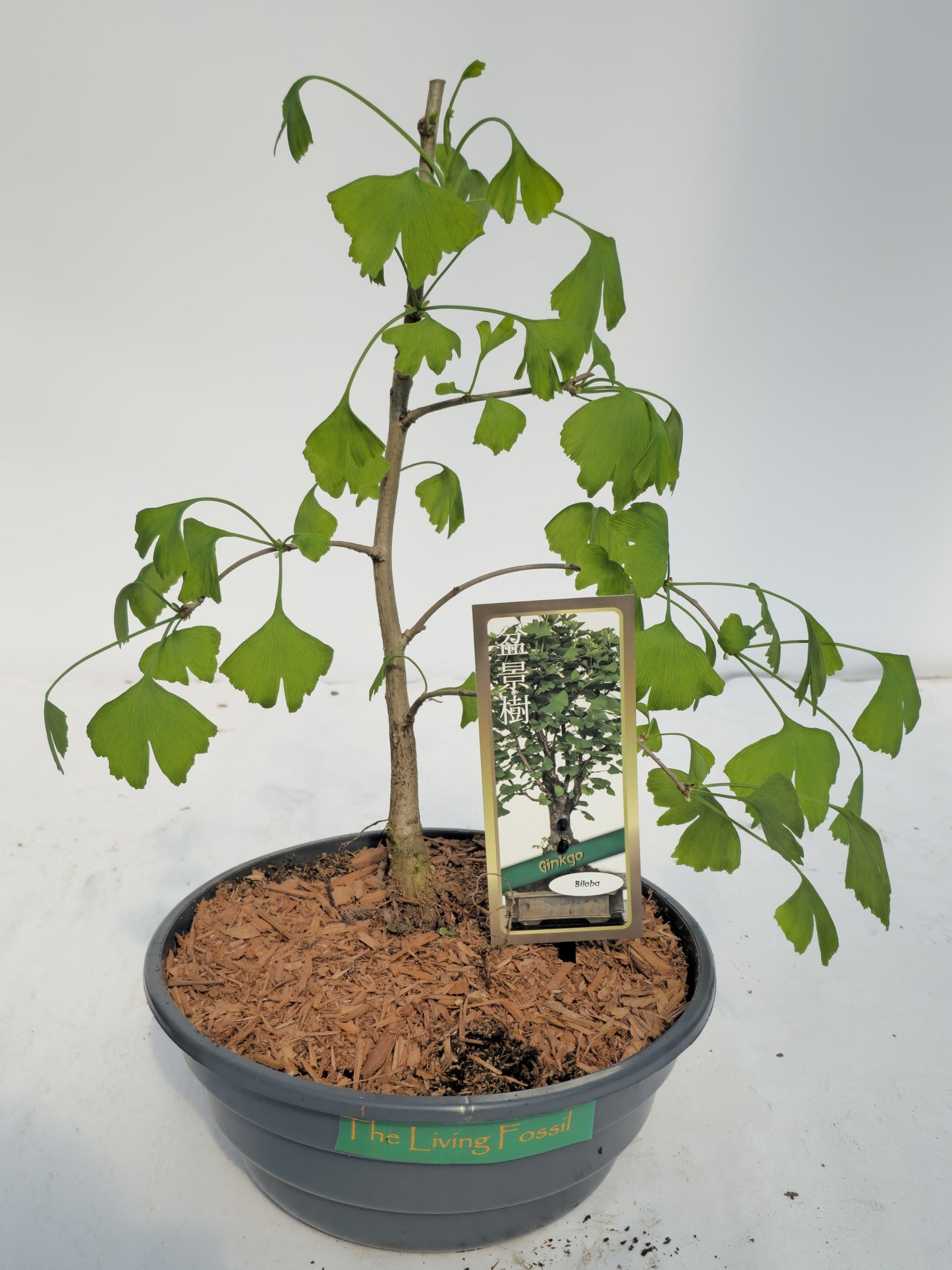 Ginkgo Little Emperor 45cm 23cm Pot