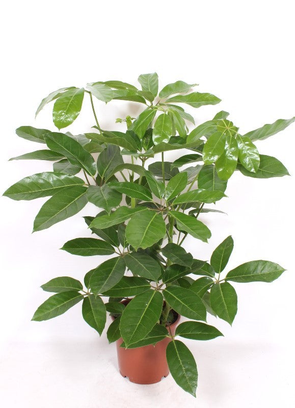 Schefflera act. Amate 105cm 24cm Pot