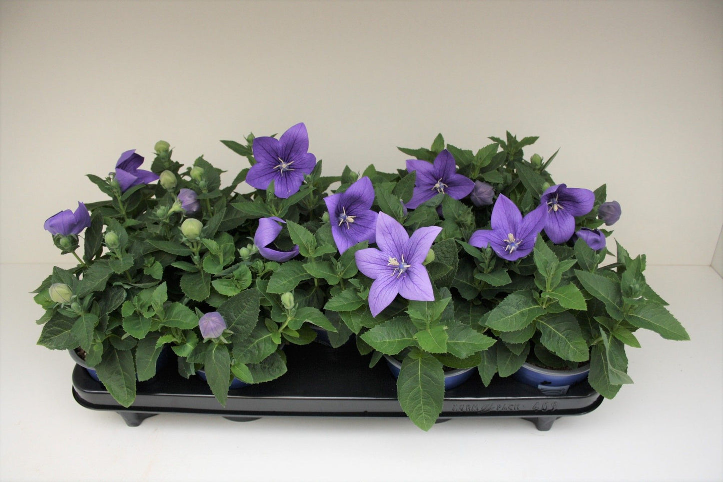 Platycodon graniflorus Astra Blue 30cm 12cm Pot