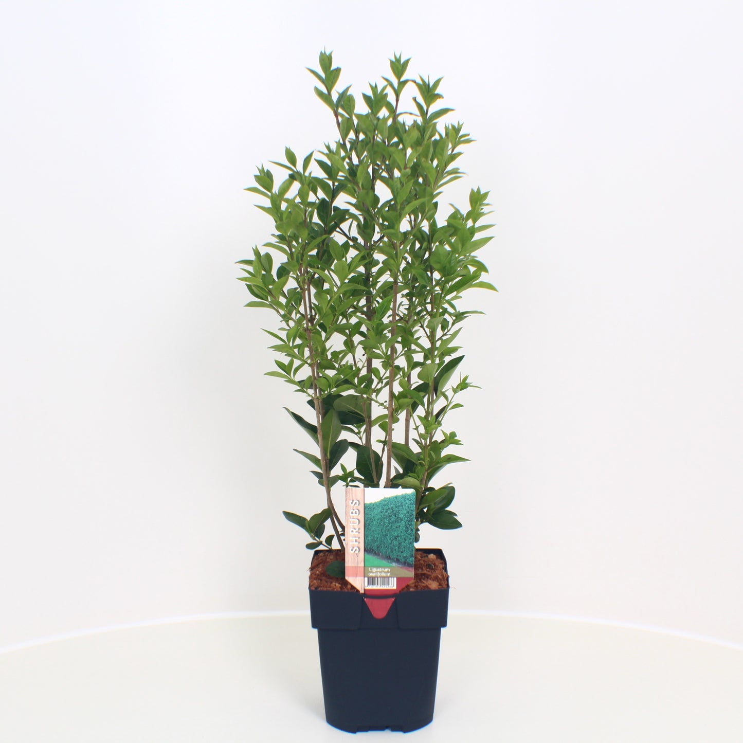 Ligustrum ovalifolium 50cm 17cm Pot