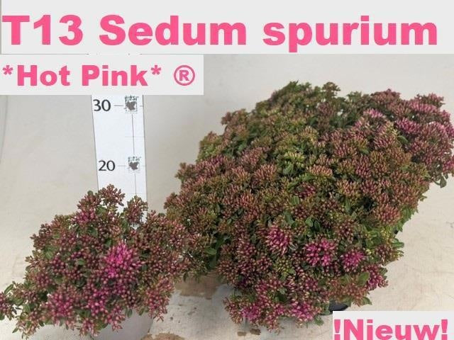Sedum spurium 24cm 13cm Pot