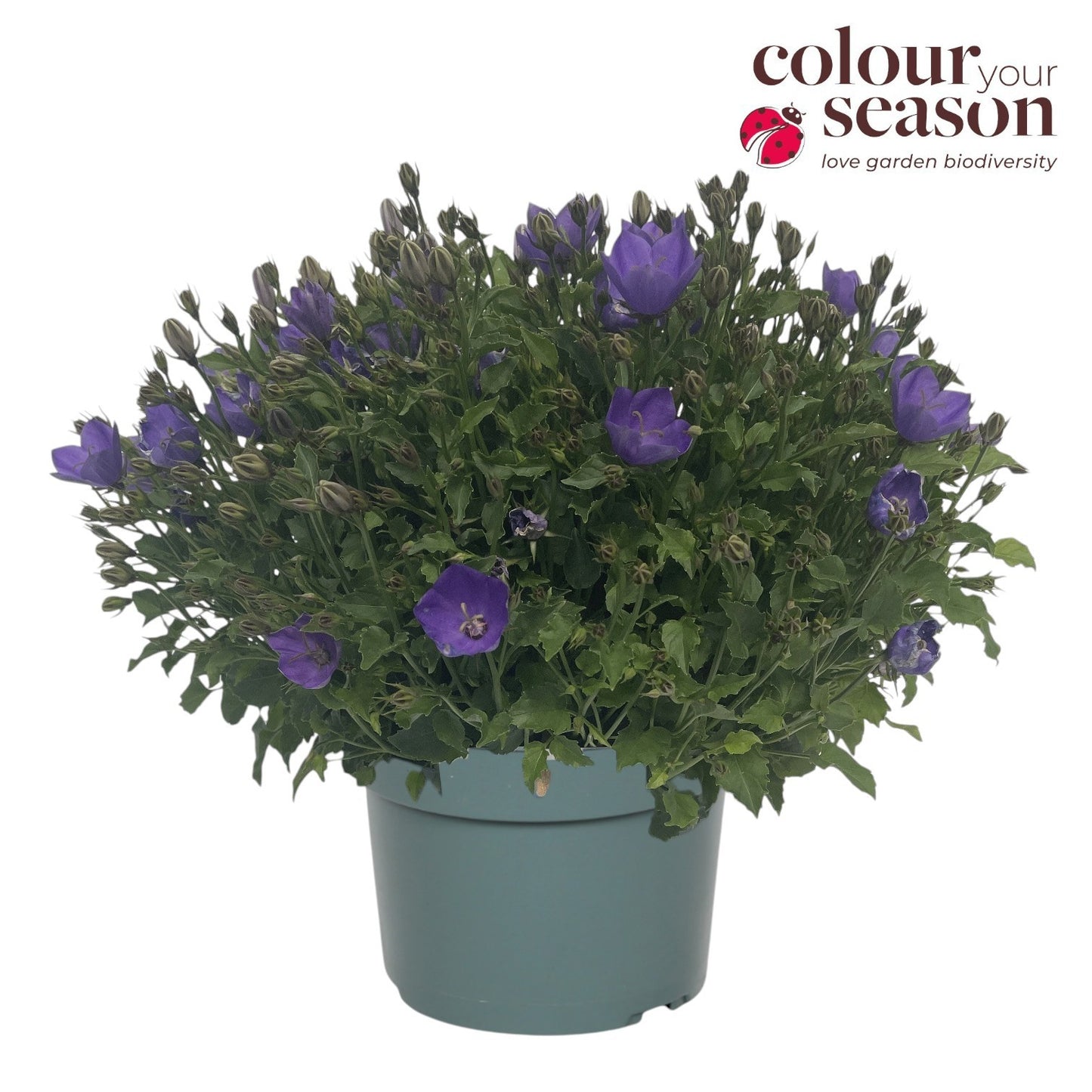 Campanula carpatica 40cm 19cm Pot