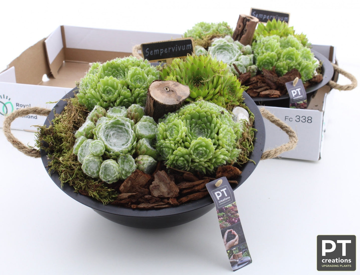 arr. Sempervivum 14cm 29cm Pot