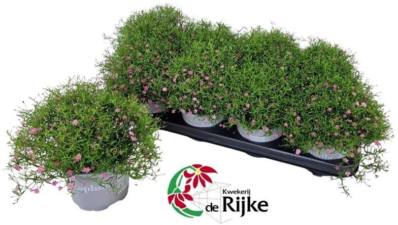 Gypsophila muralis Gypsy pink 25cm 12cm Pot
