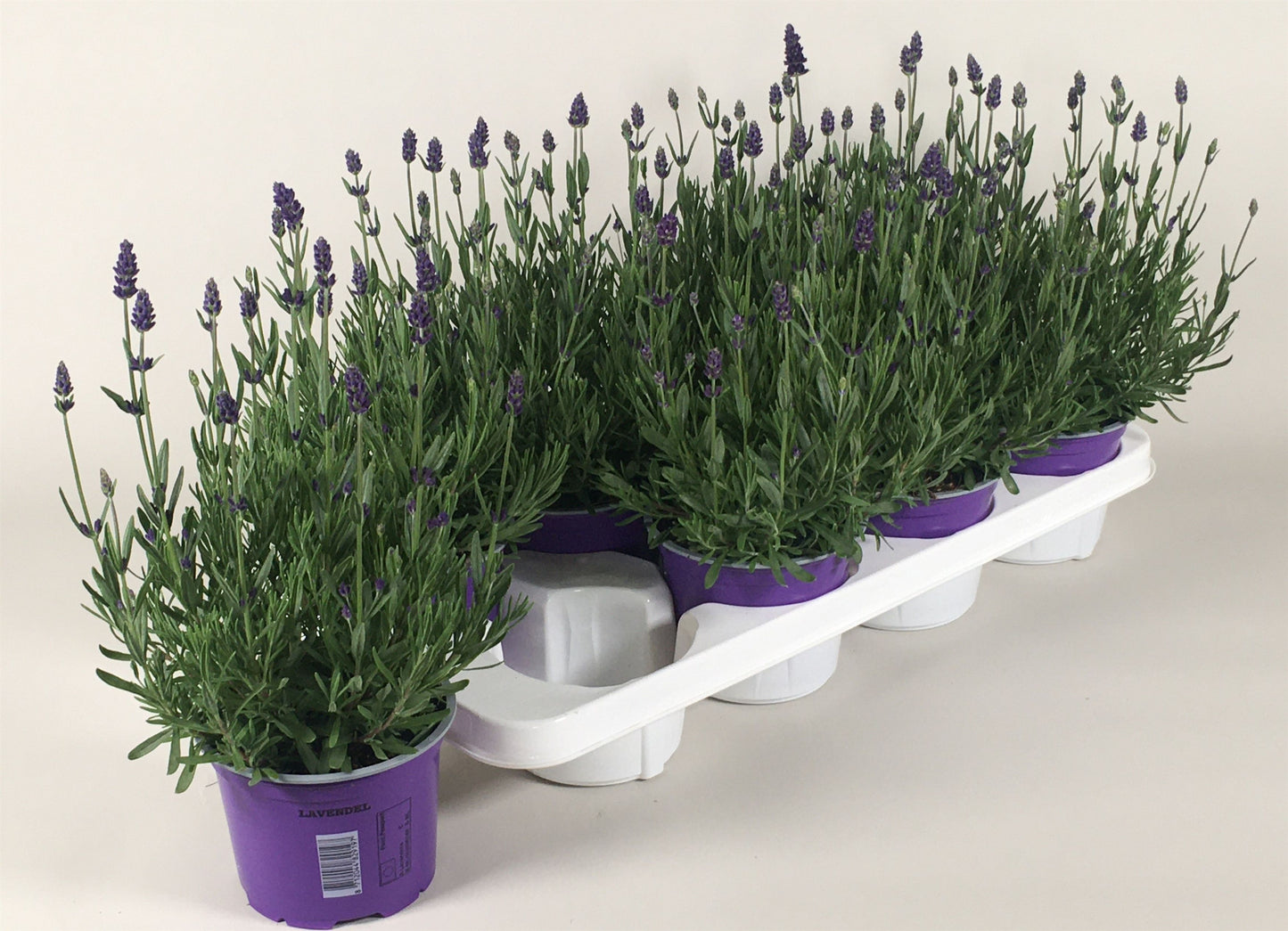 Lavender Essence Purple 30cm 13cm Pot