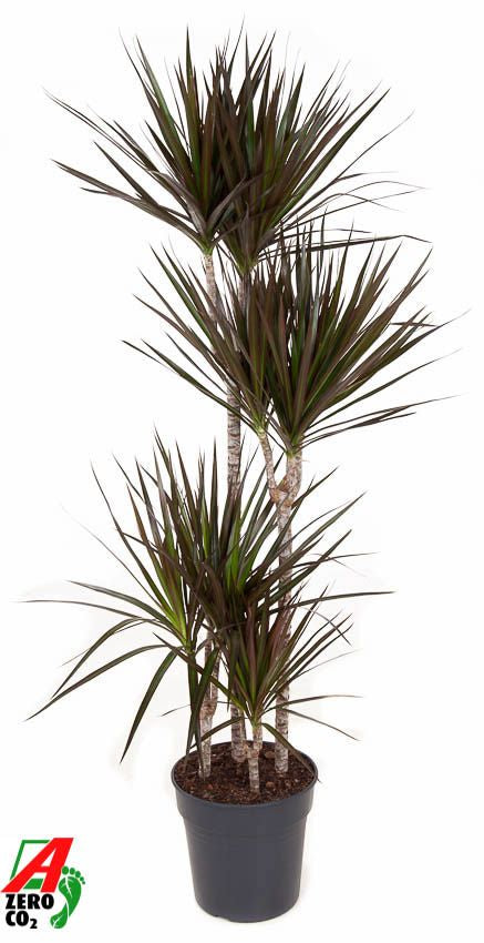 Dracaena Magenta 90-60-30-15 150cm 27cm Pot