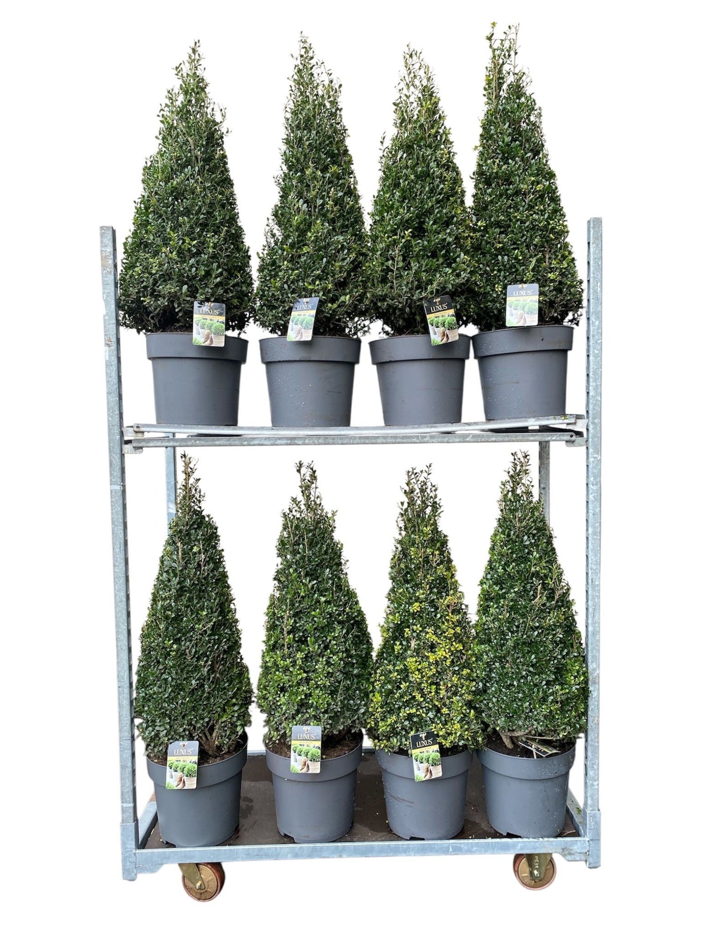 Ilex crenata Luxus Globe 100cm 5cm Pot