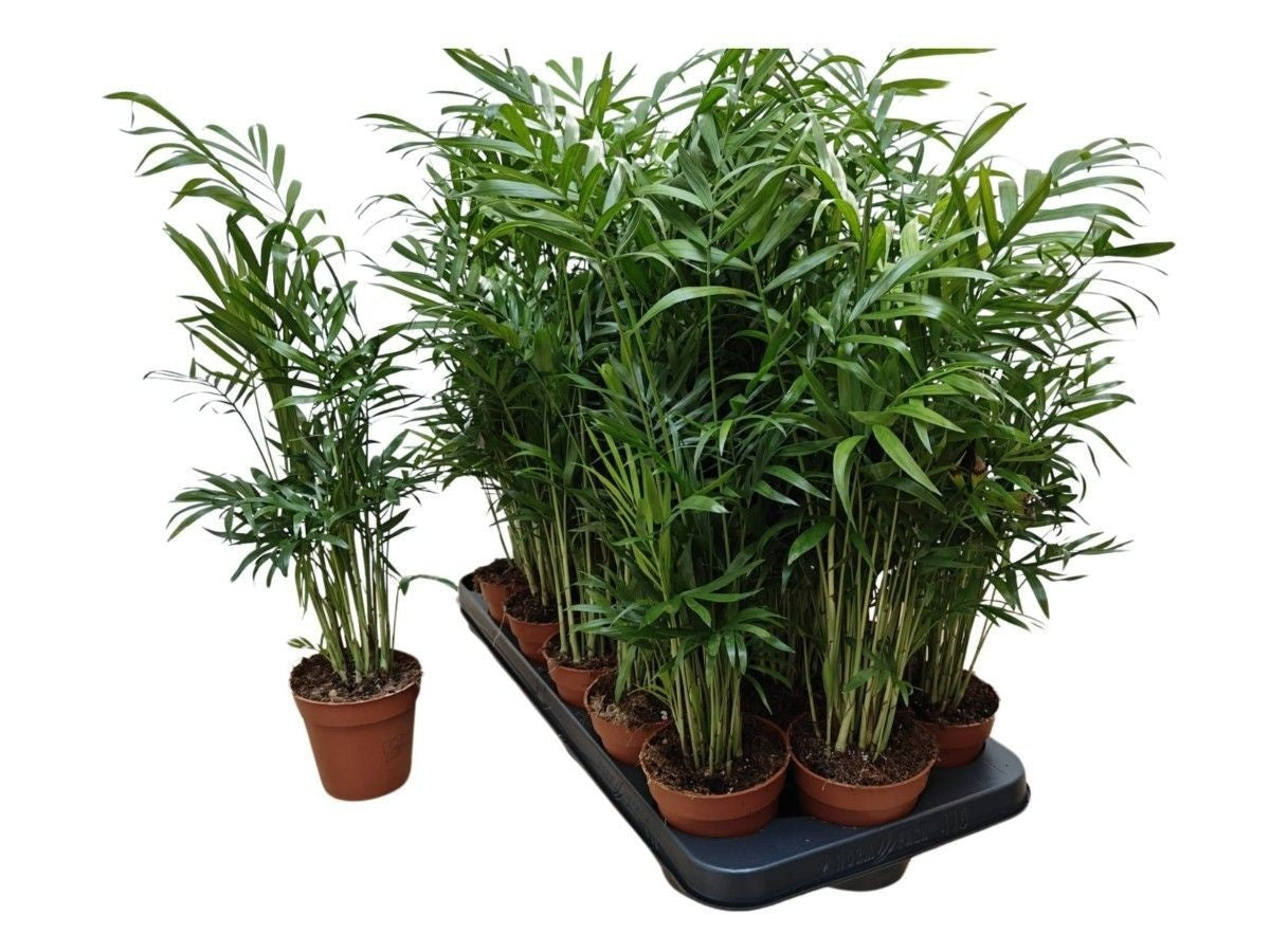 Chamaedorea elegans 40cm 9cm Pot