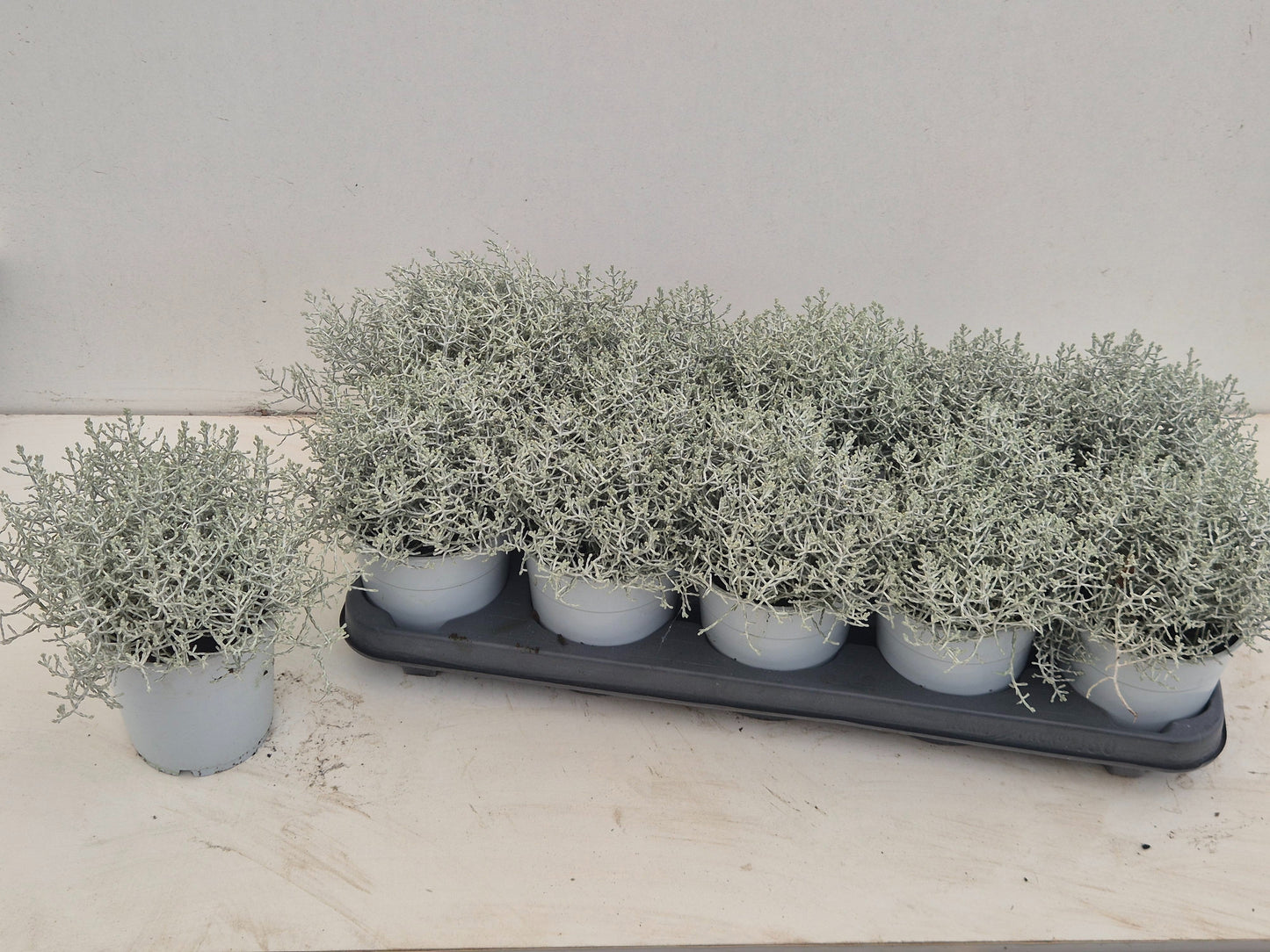 Leucophyta brownii 25cm 12cm Pot