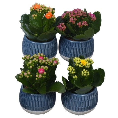 PTSUT8957 Arrangementen kamerplanten 12cm 8cm Pot