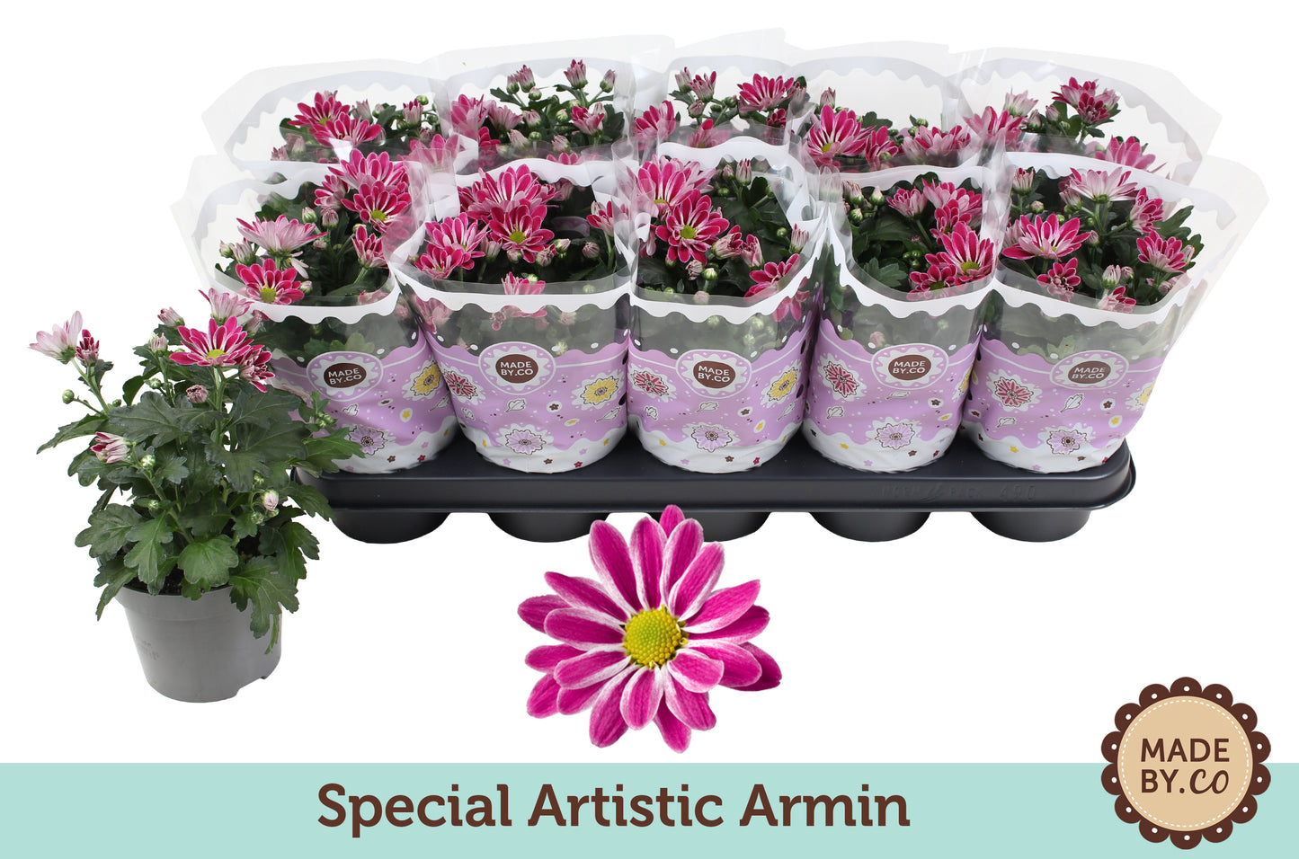 Chrysanthemum Artistic Armin 25cm 12cm Pot
