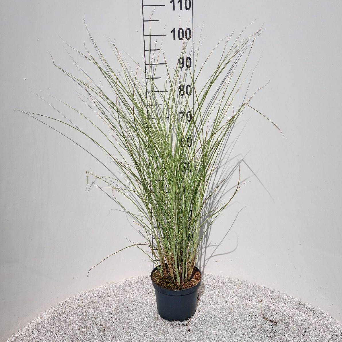 Miscanthus sin. Morning Light 40cm 19cm Pot