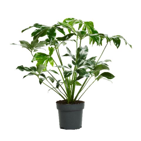 Philodendron Fun Bun 120cm 32cm Pot