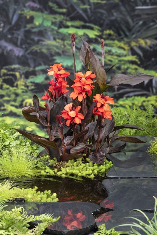 Canna Hybrid 40cm 25cm Pot