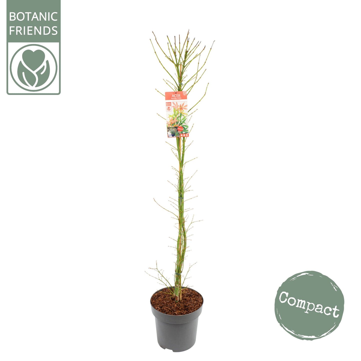 Acer Jerre Schwartz 175cm 30cm Pot