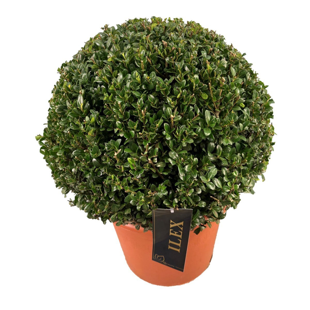 Ilex crenata Caroline Upright 60cm 33cm Pot
