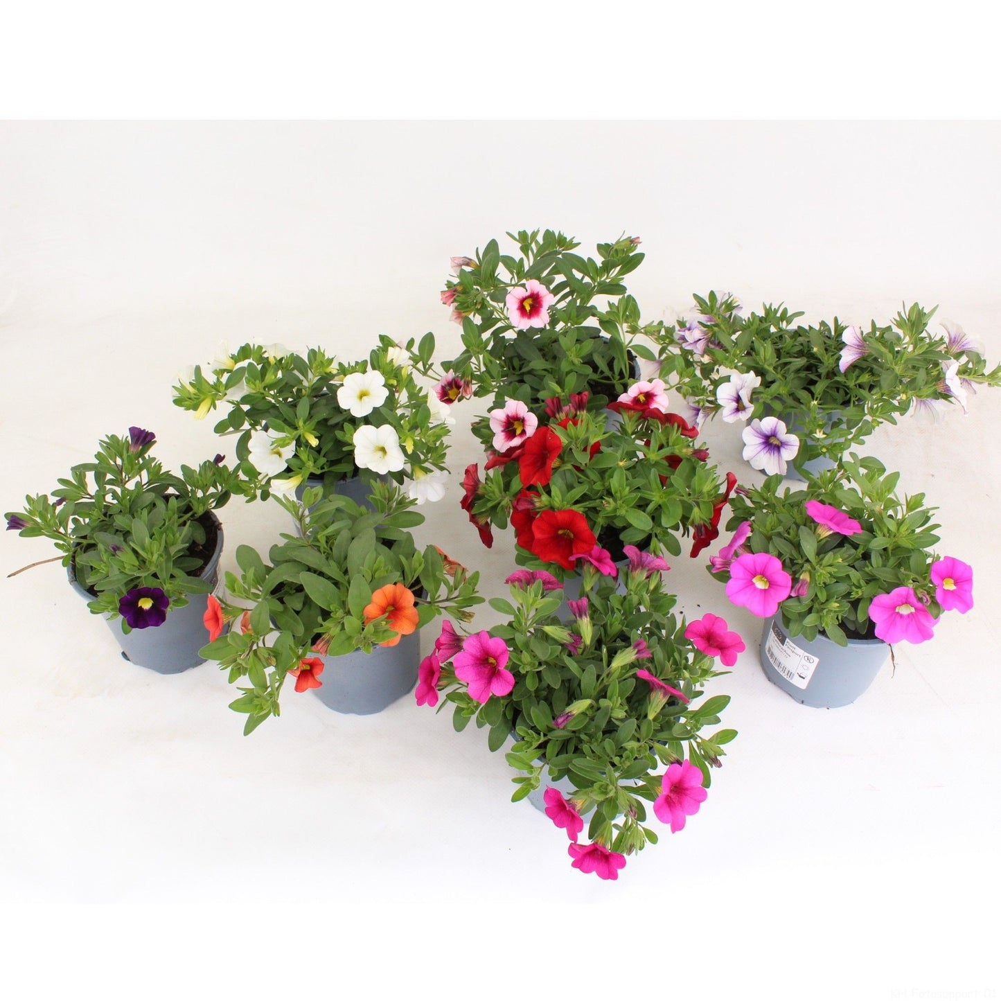 Calibrachoa Million Bells mix 20cm 510cm Pot