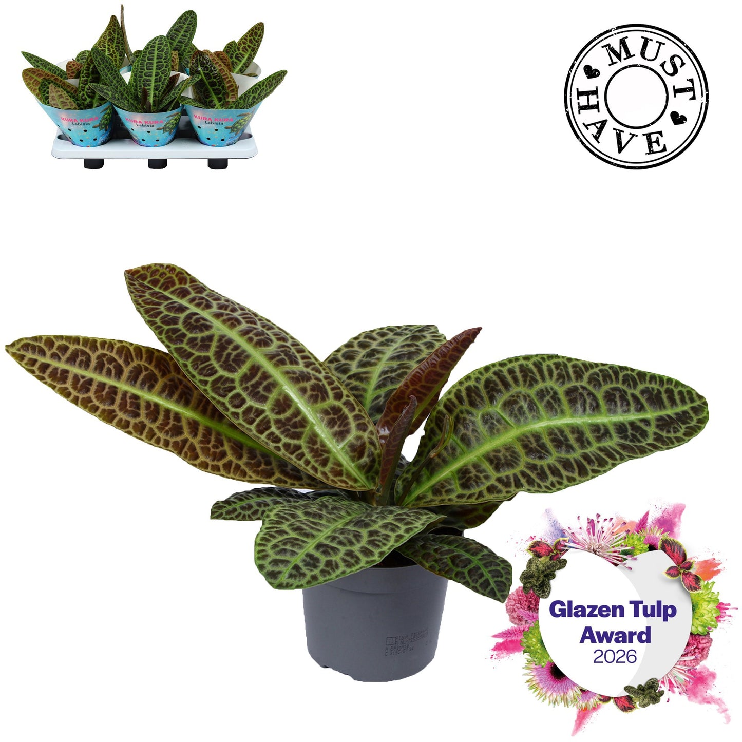Labisia Kura Kura 30cm 13cm Pot
