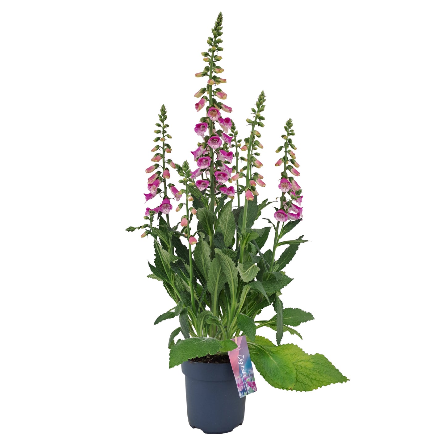 Digitalis Pink Panther 60cm 17cm Pot