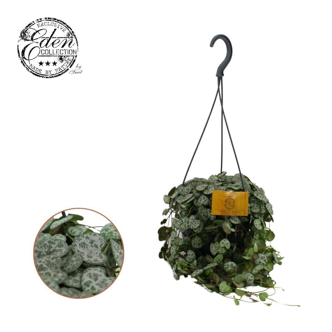 Ceropegia woodii (string of hearts) 15cm Pot