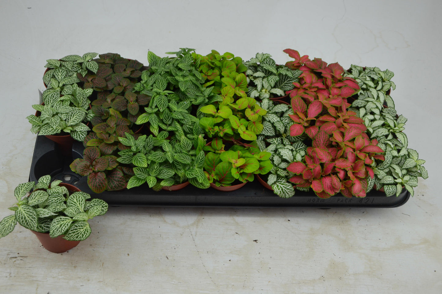 Fittonia mix 10cm Special Pot (508)