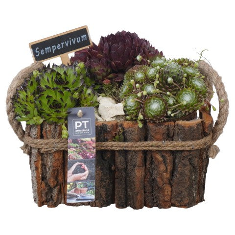 PTS7470 Arrangementen Sempervivum 18cm 20cm Pot
