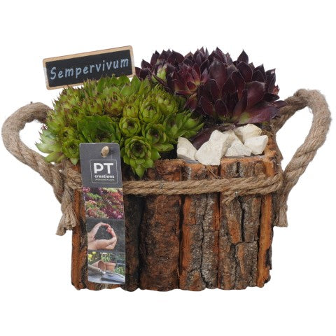 PTS7469 Arrangementen Sempervivum 16cm 17cm Pot
