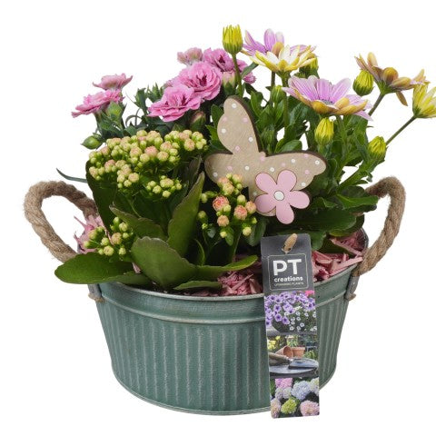 PTPP6887 Arrangementen Perkplanten 26cm 19cm Pot