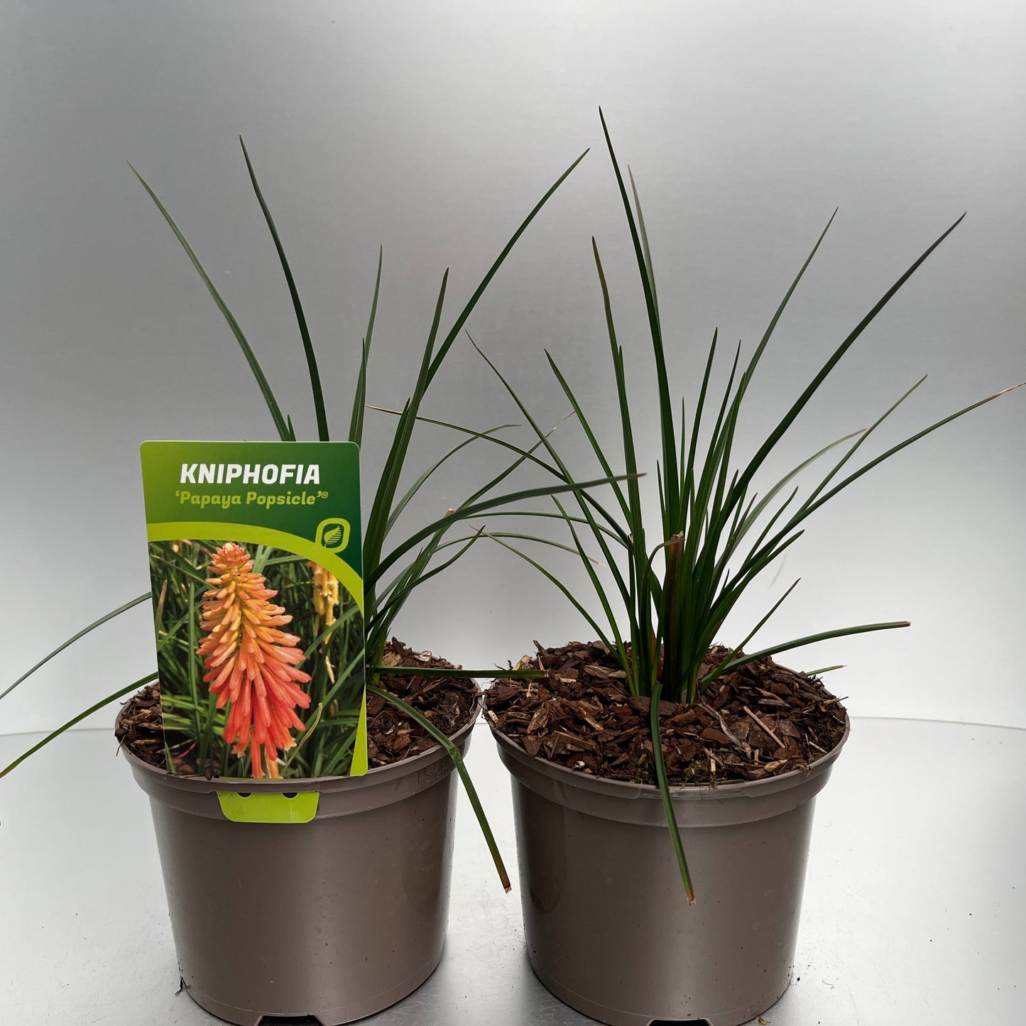 Kniphofia Papaya Popsicle 30cm 17cm Pot
