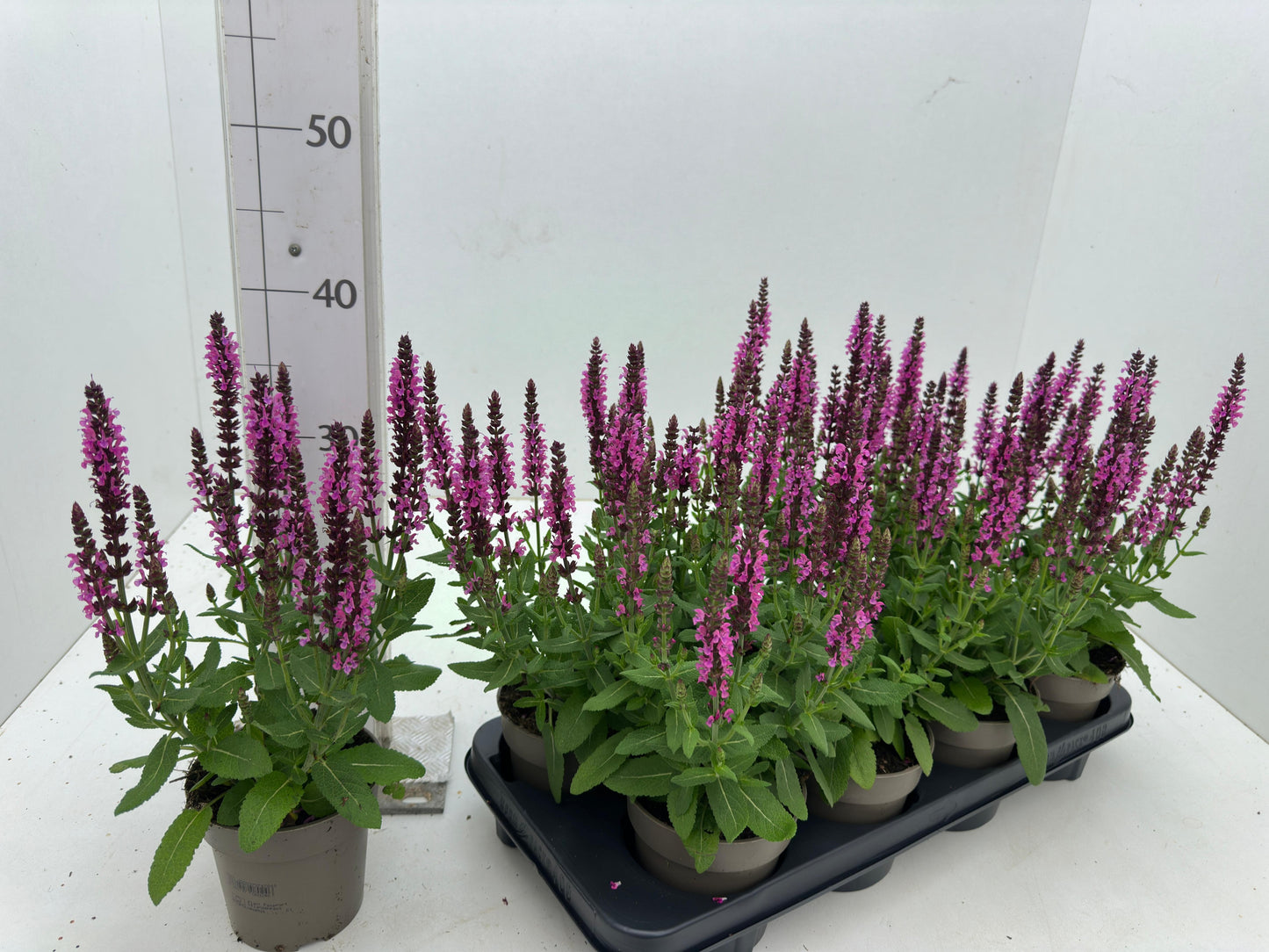 Salvia nem. Sensation Deep Rose 38cm 512cm Pot