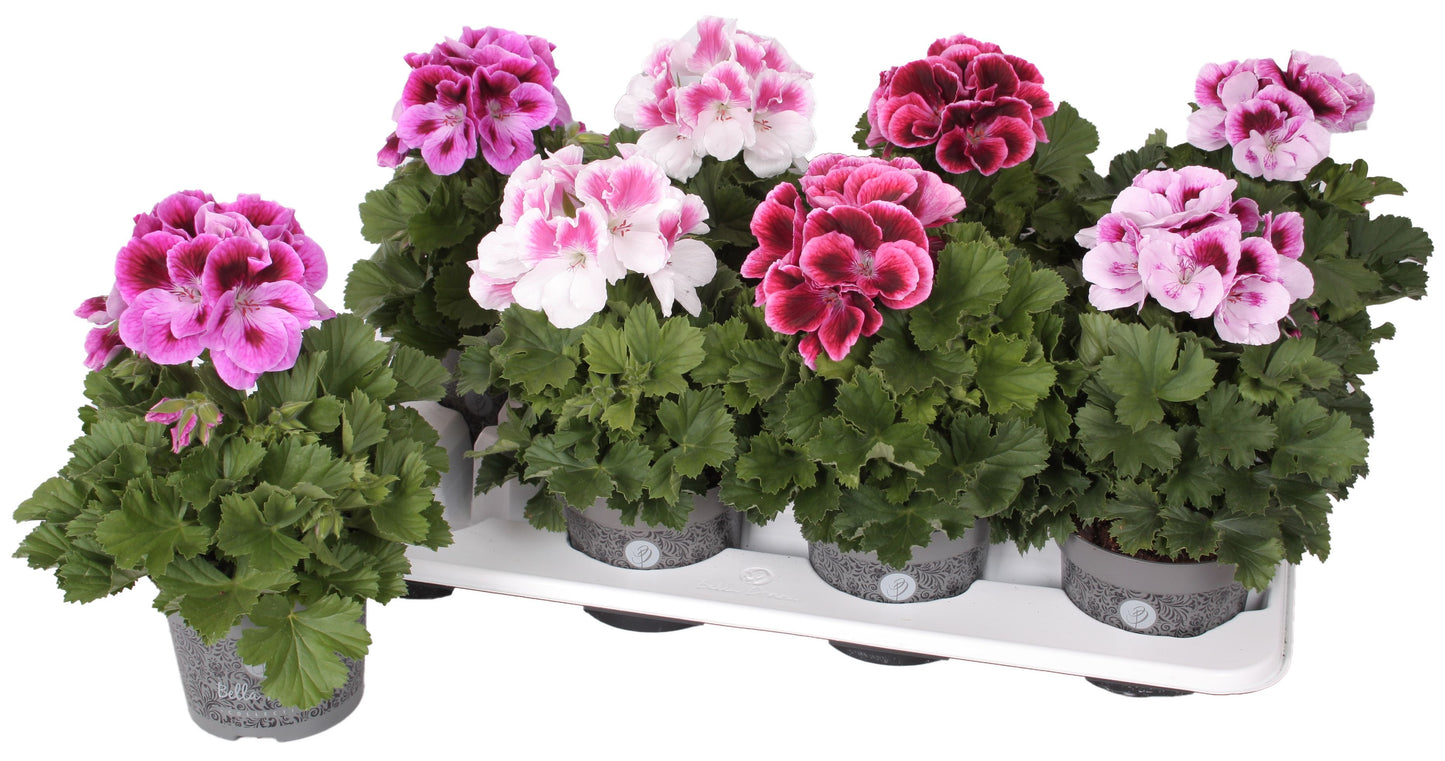 Pelargonium Bella Donna mix 28cm 12cm Pot
