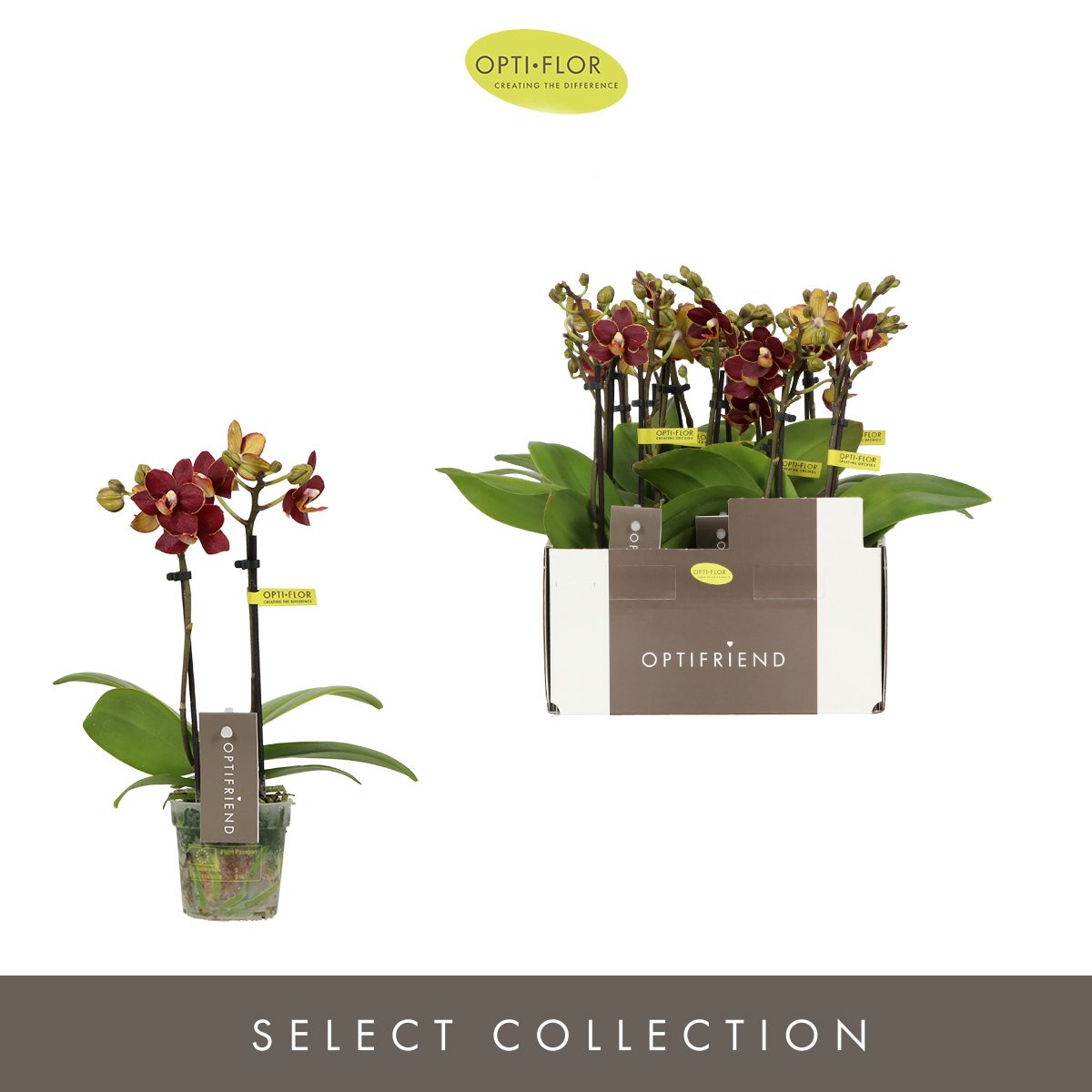 Phalaenopsis Esmee 25cm 7cm Pot