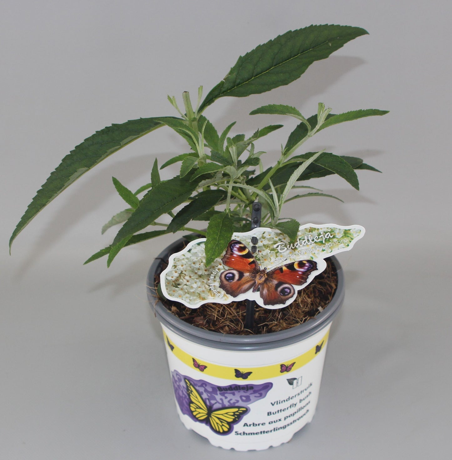 Buddleja davidii mix 609cm 17cm Pot