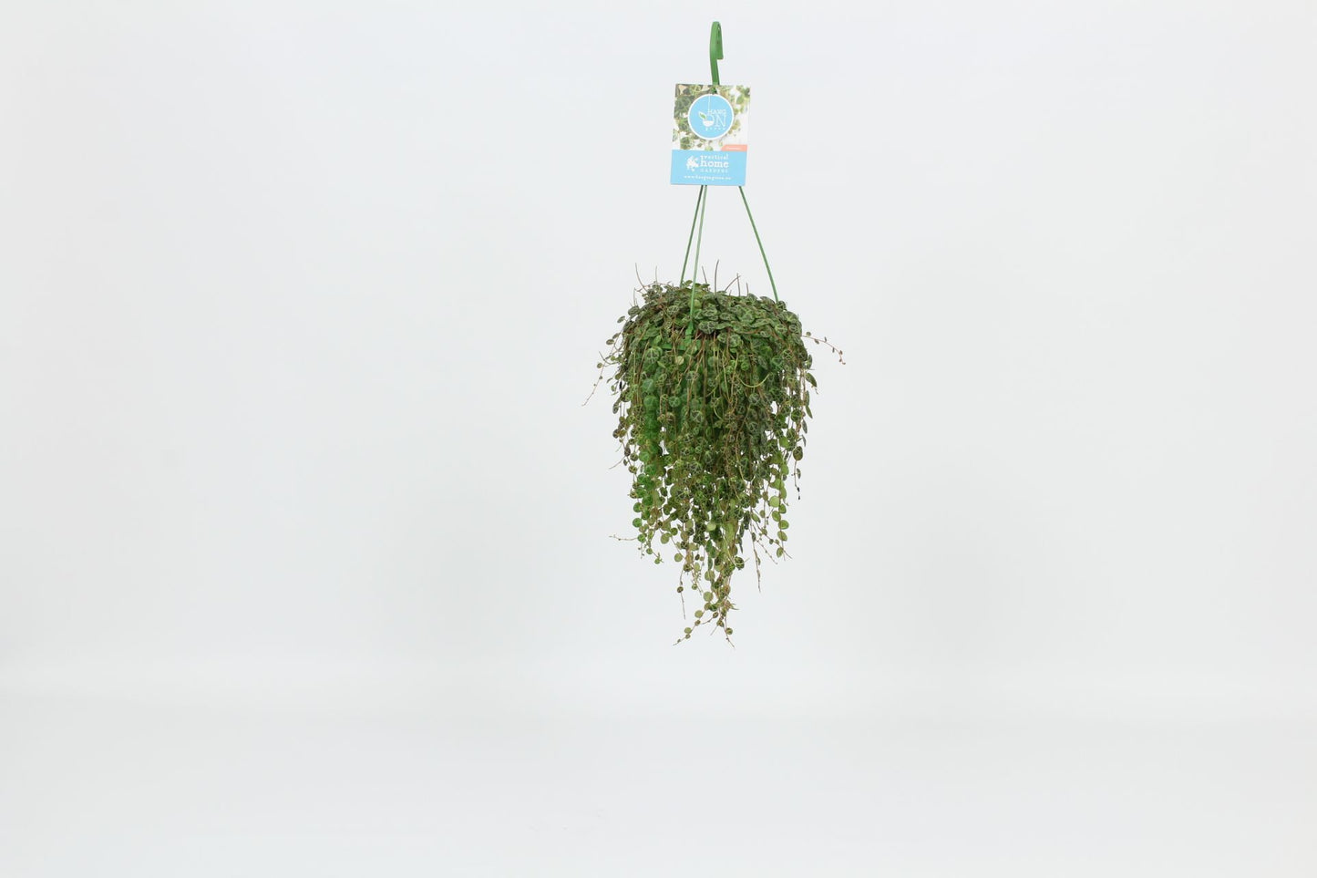 Peperomia prostrata 30cm 14cm Pot