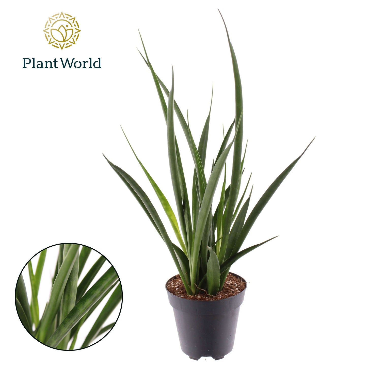 Sansevieria kirkii Friends 40cm 12cm Pot