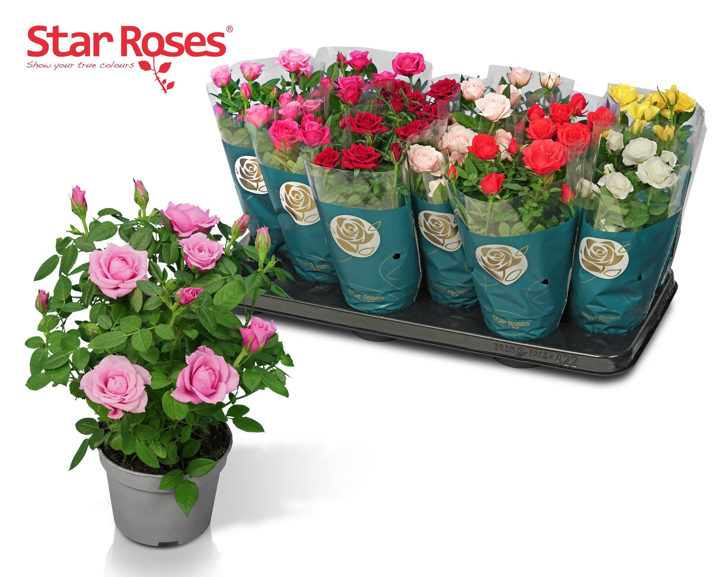 Rosa Star mix 26cm 510cm Pot