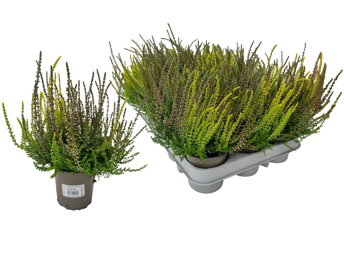 Calluna vulg. WiBo's Trio 20cm 9cm Pot