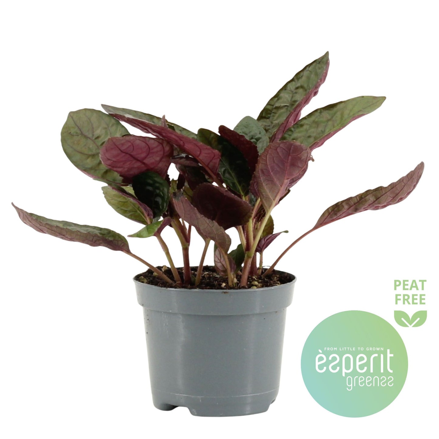 Hemigraphis Crispy Red Flame 15cm Special Pot (508)