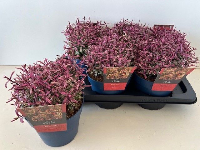 Hebe Celebration 28cm 17cm Pot