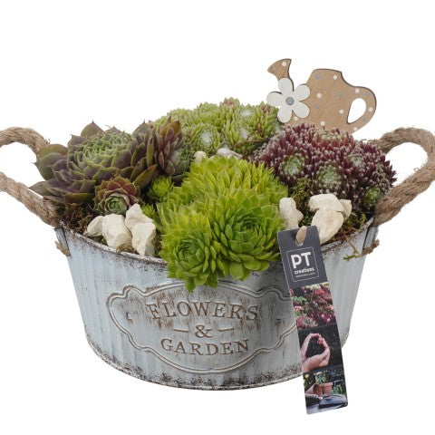 PTS7337 Arrangementen Sempervivum 22cm 22cm Pot