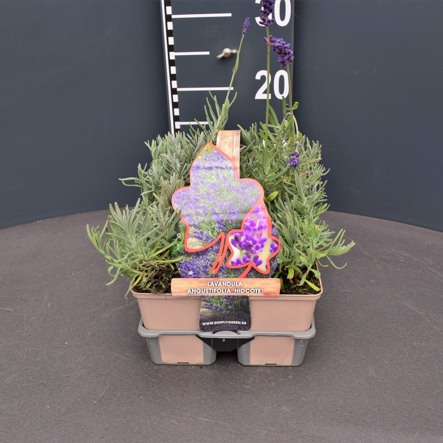 Lavandula Hidcote 6-pack 5cm 9cm Pot