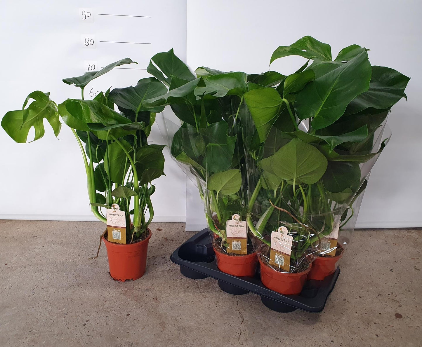 Monstera deliciosa 75cm 17cm Pot