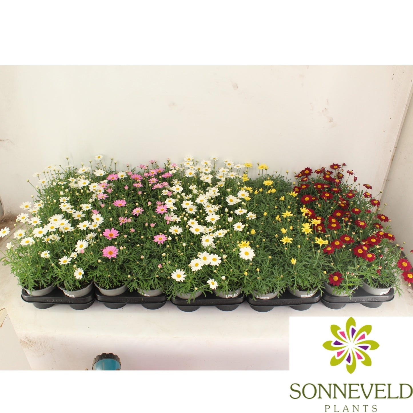 Marguerite mix 28cm 12cm Pot